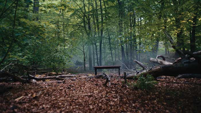 Ogljicni odtis nalozba v gozdove trajnostna prihodnost